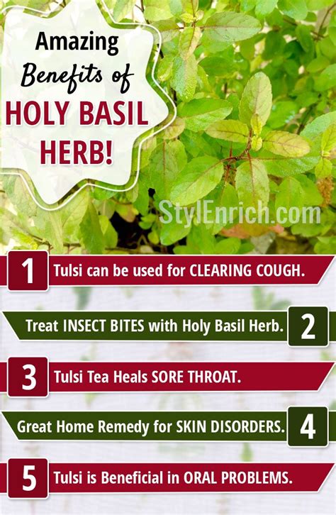 Holy Basil (Tulsi) Benefits & Uses .